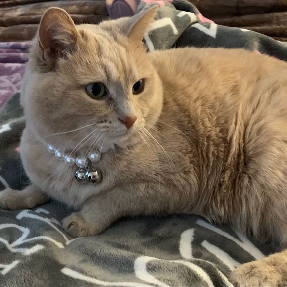 Meet your Posher, Lily - Picture 12 of 12